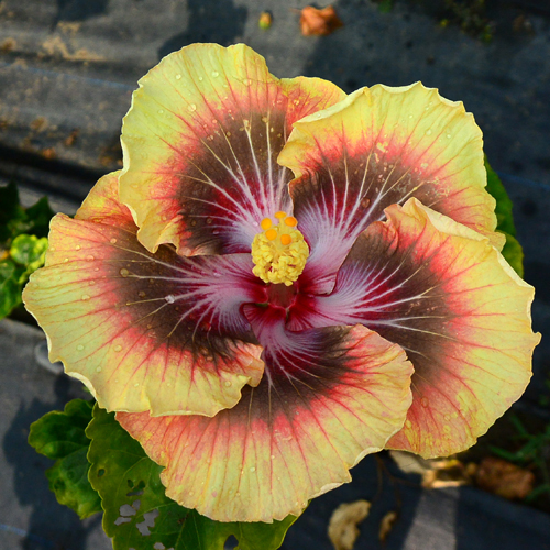 Taiwan Rainbow Lion